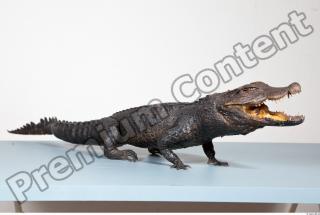 Crocodile body photo reference 0047